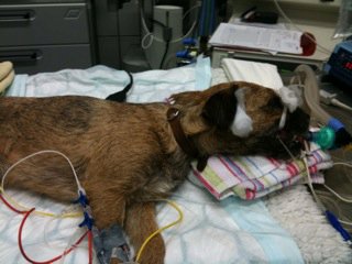 Hund im Koma nach Vergiftung mit Schneckenkorn ©E.Hinnen
